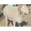 波尔山羊价格，小尾寒羊饲养技术，肉羊育肥技术，免费运输