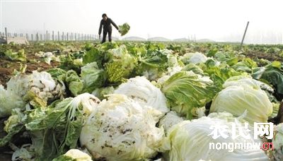 安徽怀远近万吨大白菜