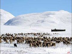 西北大风降温 农业畜牧业需防范