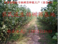 500万株3米高107杨树苗108杨树苗72杨树苗图2
