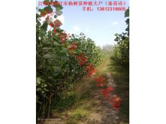 500万株3米高107杨树苗108杨树苗72杨树苗图3