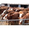 养牛羊口蹄疫的诊断与防治、肉牛犊、西门塔尔牛.利木赞牛