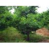 出售3-25公分山楂树|苹果树|桃树|杏树|梨树|枣树核桃树