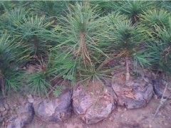 营养杯白皮松