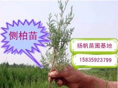 侧柏苗