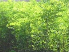刺槐苗