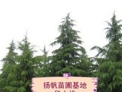 华山松