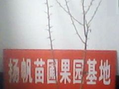 皂角苗