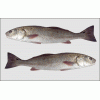 美国红鱼（红鼓鱼）