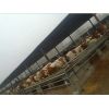 山东大型西门塔尔牛养殖基地出售肉牛犊品种小尾寒羊价格