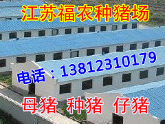 种猪场供应长大二元母猪 价格在线咨询图1
