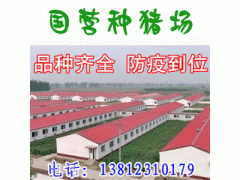 供应苏太猪 出售苏太母猪 种猪场苏太小母猪价格图2