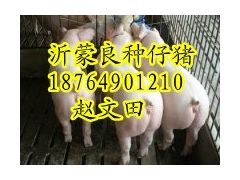 供应山东三元仔猪山东仔猪最新价格18764901210图1