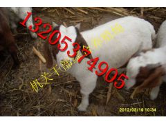 100只波尔山羊需要多大的场地图3