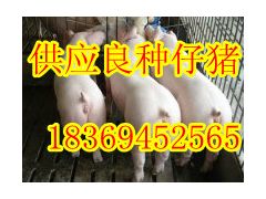 供应三元仔猪山东仔猪价格山东仔猪网图2