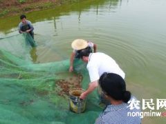 全国龙虾年产50万吨 1/3被江苏人吃了