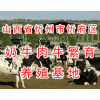 出售西门塔尔小肉牛/出售利木赞效肉牛/出售夏洛莱肉牛