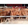 辽宁丹东鲁西黄牛养殖场|辽宁鲁西黄牛|鲁西黄牛养殖场