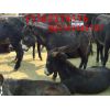 辽宁丹东德州驴养殖场|辽宁德州驴|德州驴养殖场