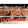 阳泉鲁西黄牛养殖技术丨榆次鲁西黄牛养殖基地