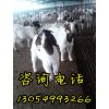 恩施最大的波尔山羊养殖基地丨宜昌波尔山羊价格行情