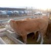 肉牛犊|西门塔尔牛犊|鲁西黄牛牛犊