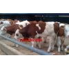 江西西门塔尔牛养殖技术丨江西西门塔尔牛最新市场价格