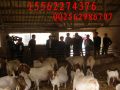波尔山羊最新价格|波尔山羊交易市场