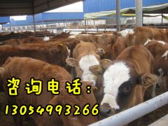 甘肃哪里有西门塔尔牛养殖场丨甘肃西门塔尔牛价格行情图2