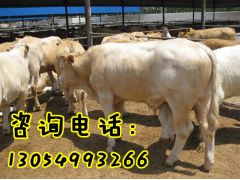 甘肃哪里有西门塔尔牛养殖场丨甘肃西门塔尔牛价格行情图3