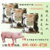 发酵床养猪法有效解决粪便难清理的问题