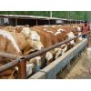 山西肉牛出售肉牛育肥牛繁殖母牛小公牛西门塔尔牛利木赞牛