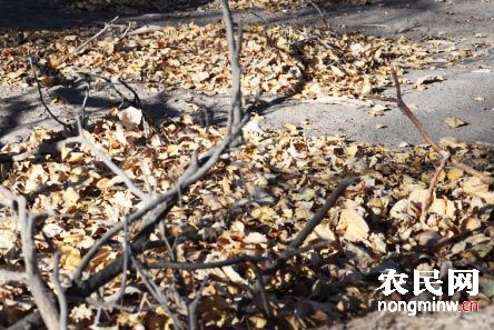 枯枝落叶处理方法 枯枝落叶处理方法