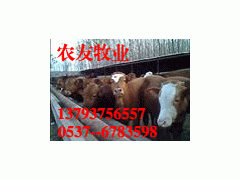 养牛西门塔尔牛山东大型养殖场正规养牛场图2