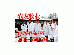 养牛西门塔尔牛山东大型养殖场正规养牛场图3