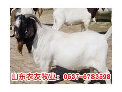 养羊波尔山羊山东大型种羊场正规养羊场图3