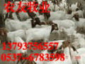 养羊山东波尔山羊大型种羊场