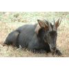 野味养殖场批发野生动物鬣羚