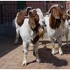 安徽畜牧业西门塔尔牛波尔山羊养殖技术