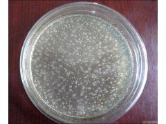 枯草芽孢杆菌-福牧林商贸专供图1