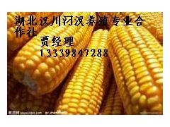 大量收购玉米，鱼粉，高粱，大麦，小麦，麸皮图1