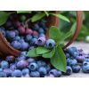 西安厂家优质供应蓝莓提取物
