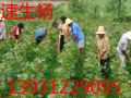 绿化苗木