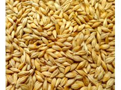 湖北安隆求购玉米，小麦，大麦，大豆，高粱，糠粕图1