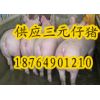 猪场低价出售仔猪18764901210