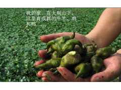 预售2014年湖北黄冈蕲春新鲜大菱角大别山特产图1