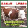 供应广西肉牛|广西肉牛养殖场