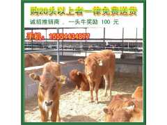 供应广西肉牛|广西肉牛养殖场图2