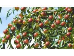 济宁立信菌王厂家供应全国热卖的高含量蔬菜有机肥图2