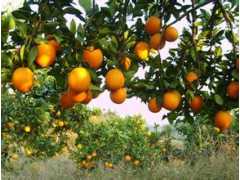 济宁立信菌王厂家供应全国热卖的高含量蔬菜有机肥图3